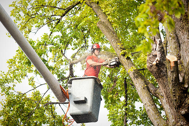 Why Choose Our Tree Removal Services in East Grand Rapids, MI?