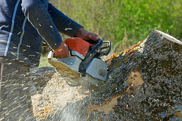 Trusted East Grand Rapids, MI  Tree Services Experts